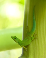 Phelsuma andamanensis