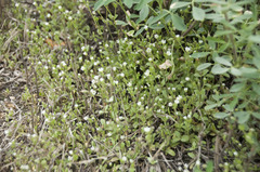 Cerastium subtetrandrum