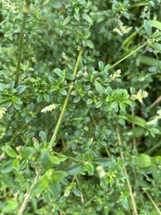 Achyropsis leptostachya