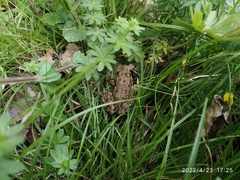 Pelophylax