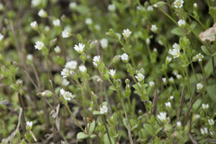 Cerastium subtetrandrum