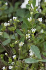 Cerastium subtetrandrum