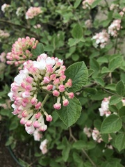Viburnum carlesii