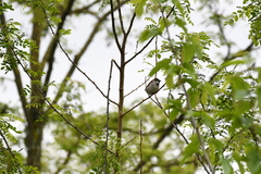 Passer domesticus