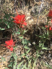 Castilleja applegatei