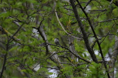 Aegithalos caudatus