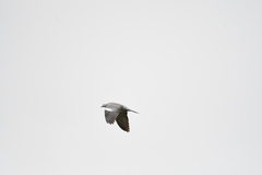 Columba palumbus