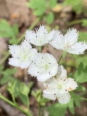 Phacelia fimbriata