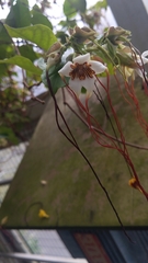 Strophanthus preussii