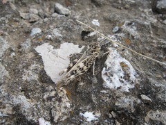 Oedaleus decorus