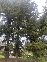 Picea polita