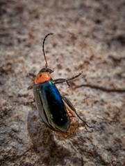 Disonycha triangularis