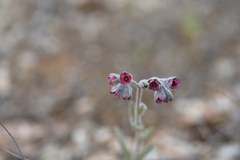 Cynoglossum columnae
