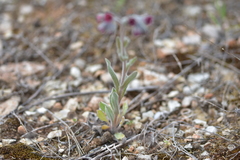 Cynoglossum columnae