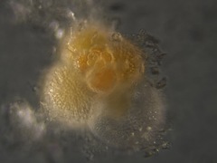 Globigerina