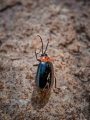 Disonycha triangularis