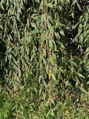Cotoneaster salicifolius