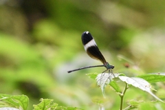 Psolodesmus mandarinus