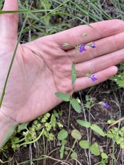 Collinsia parryi