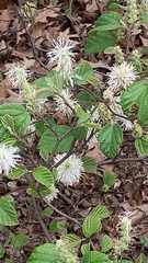 Fothergilla gardenii
