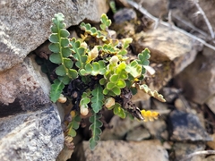 Asplenium ceterach image