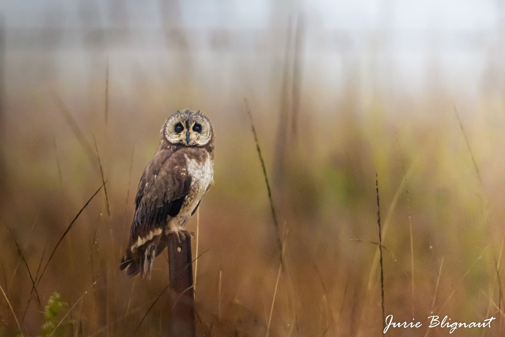 Marsh Owl