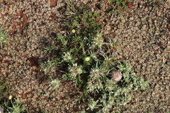Helichrysum leontonyx