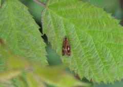 Olethreutes arcuella