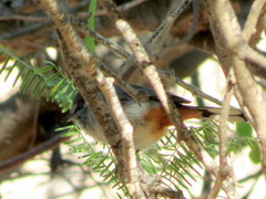 Curruca subcoerulea cinerascens