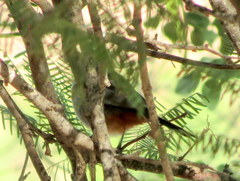 Curruca subcoerulea cinerascens