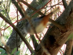 Curruca subcoerulea cinerascens