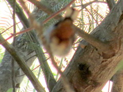 Curruca subcoerulea cinerascens