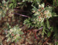 Helichrysum leontonyx