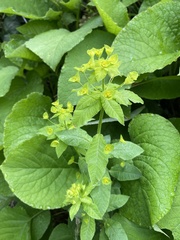 Euphorbia squamosa