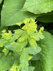 Euphorbia squamosa