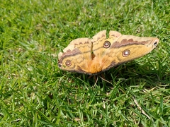 Copaxa lavenderohidalgensis