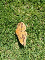 Copaxa lavenderohidalgensis