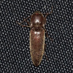 Melanotus opacicollis