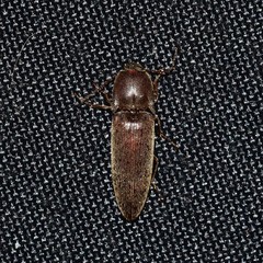 Melanotus opacicollis