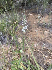 Sairocarpus coulterianus