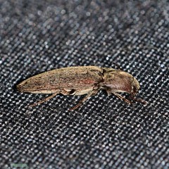 Melanotus opacicollis