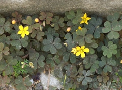Oxalis corniculata