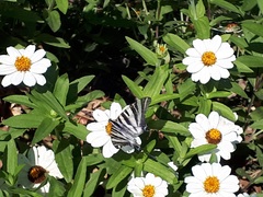 Iphiclides feisthamelii