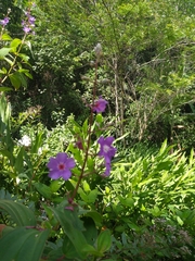 Pleroma heteromallum