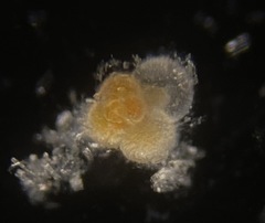 Globigerina