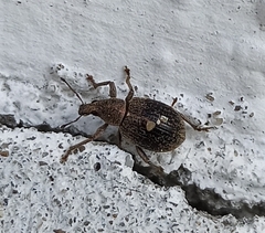 Sciaphobus squalidus