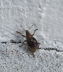 Sciaphobus squalidus