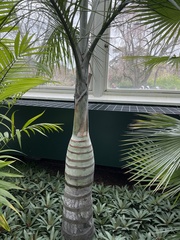 Pseudophoenix vinifera