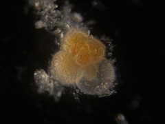Globigerina