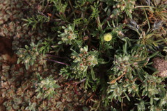 Helichrysum leontonyx